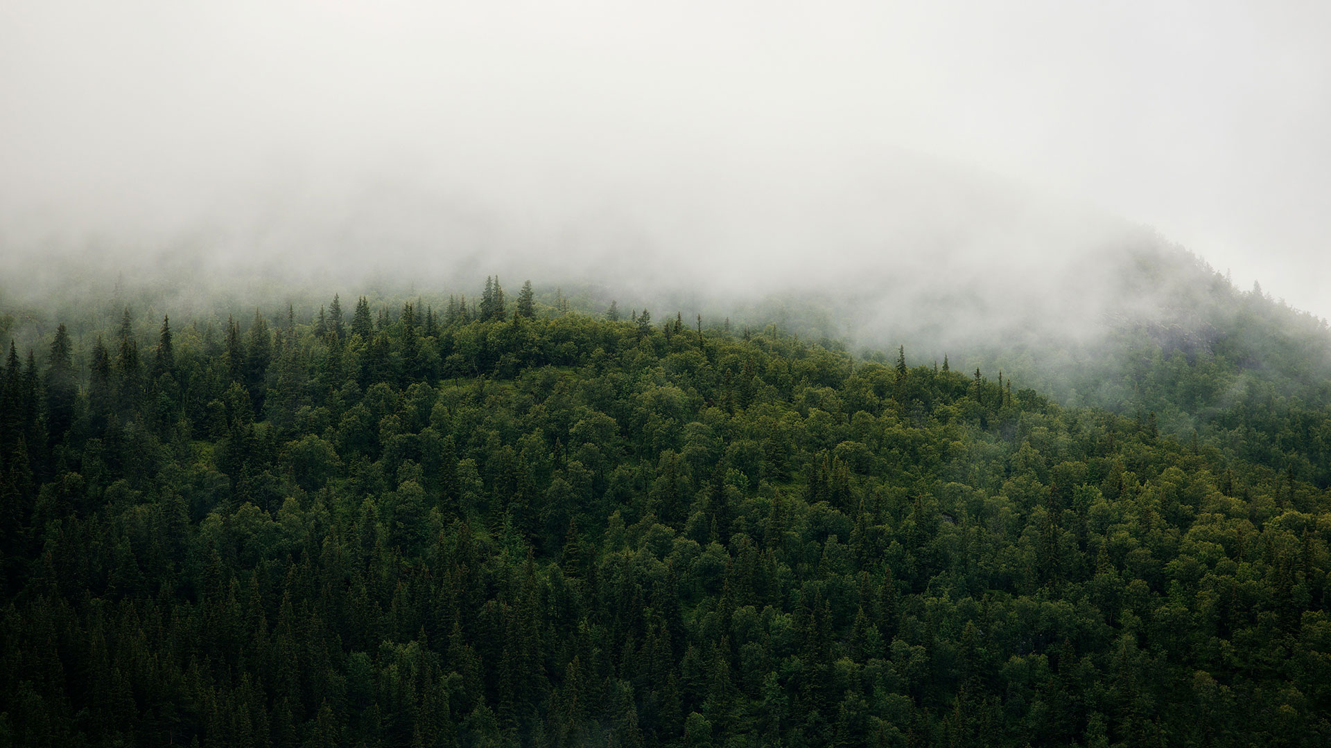 Nebel liegt über einem dichten grünen Wald – Sinnbild für Nachhaltigkeit in der Filmproduktion